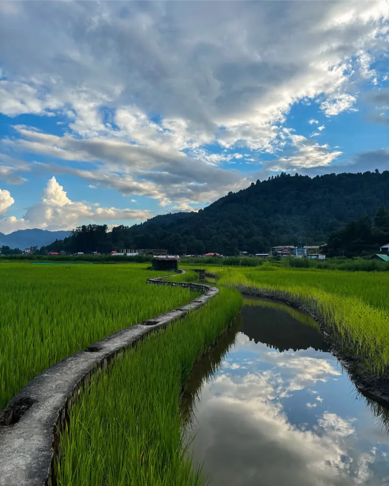Ziro Valley image 3
