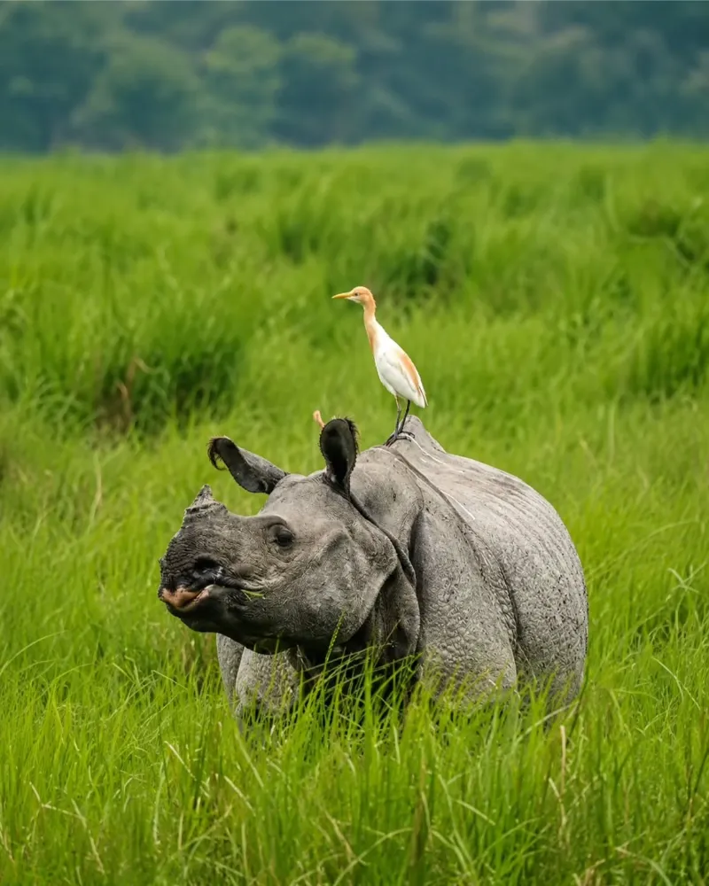 Kaziranga National Park image 1