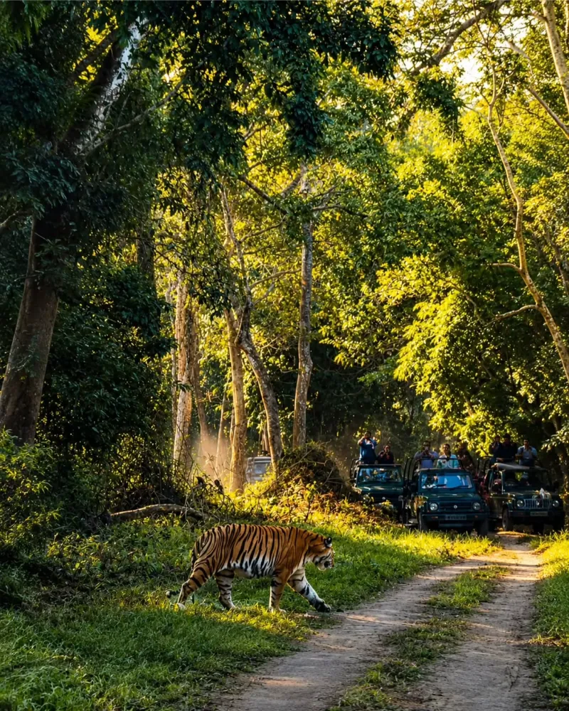 Kaziranga National Park image 2