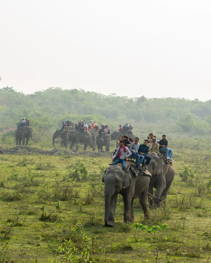 Kaziranga National Park image 4