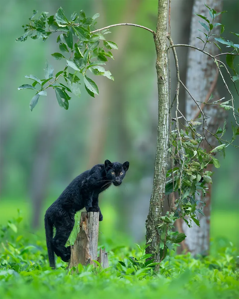 Manas National Park image 1