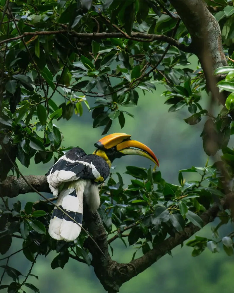 Manas National Park image 2