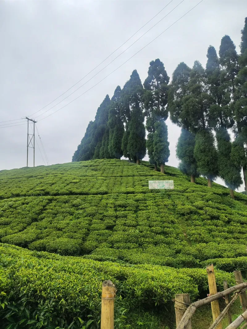 Darjeeling image 5