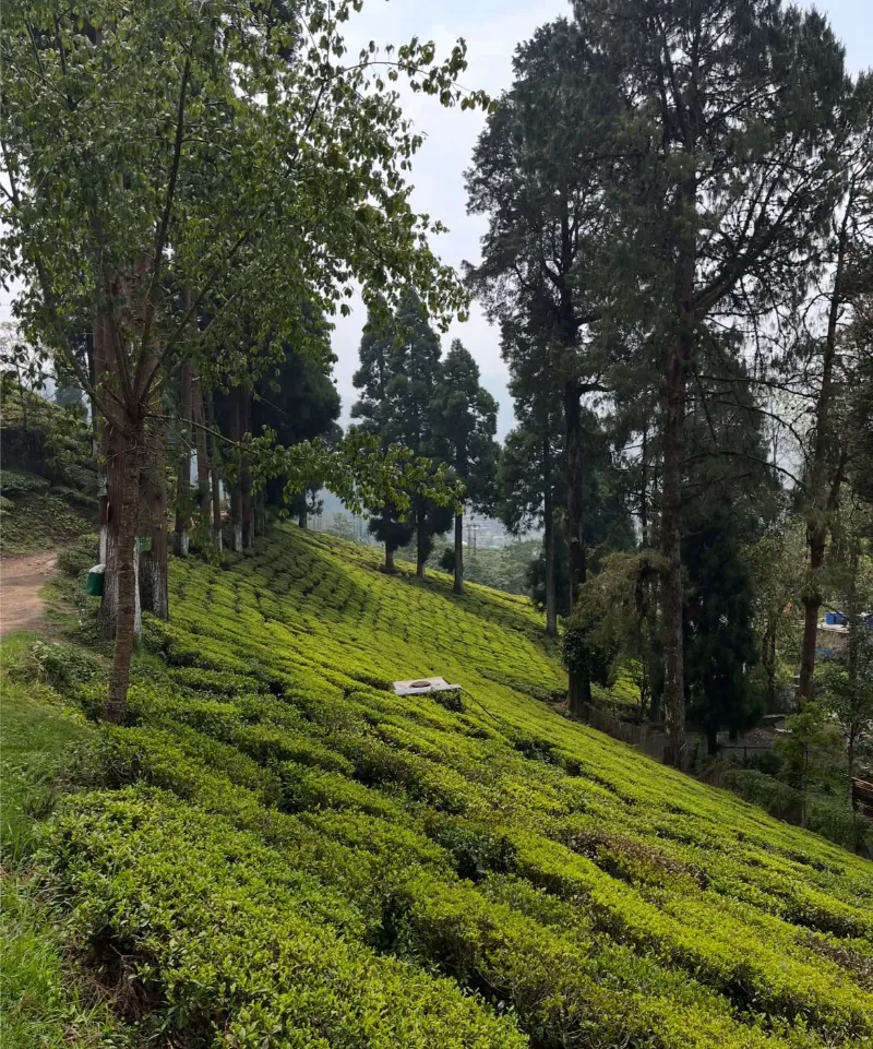 Happy Valley Tea Estate image 1