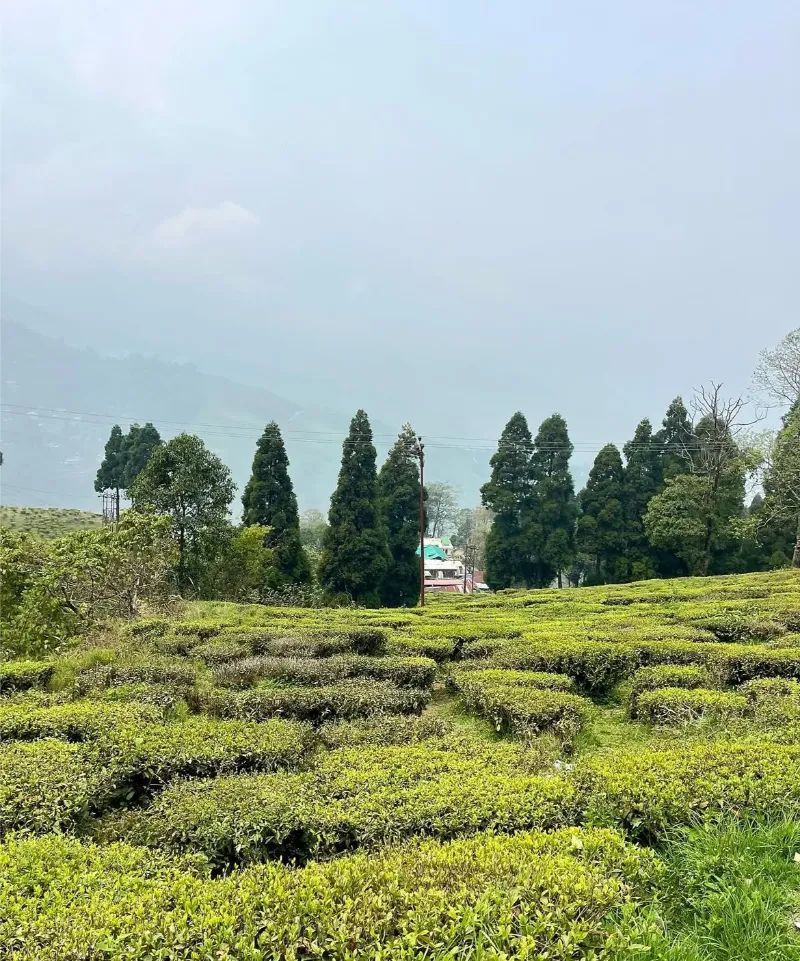 Happy Valley Tea Estate image 2