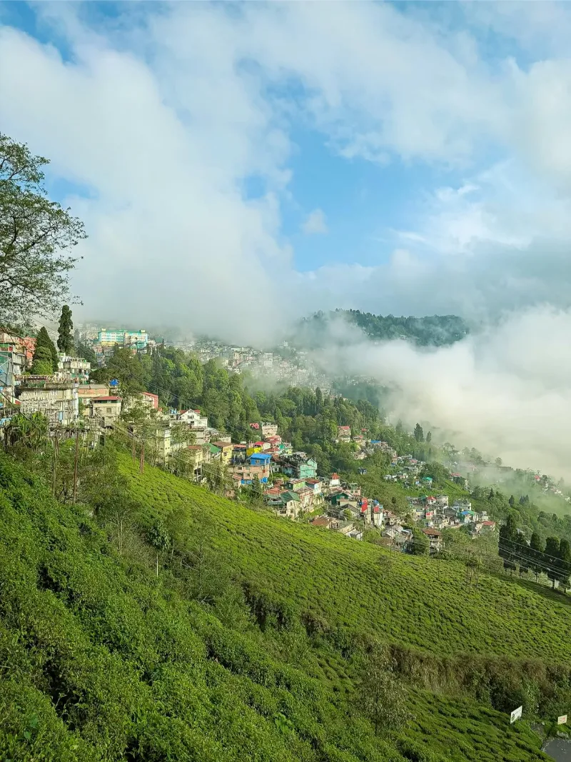 Happy Valley Tea Estate image 4