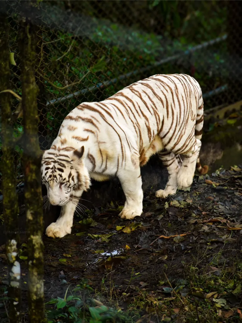 Padmaja Naidu Himalayan Zoological Park image 1