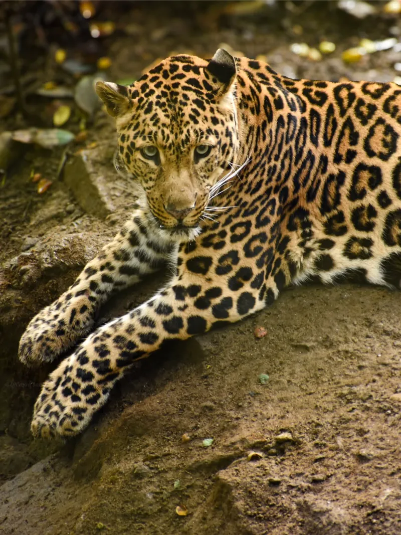 Padmaja Naidu Himalayan Zoological Park image 2