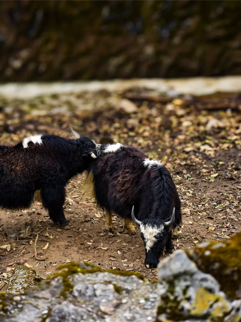 Padmaja Naidu Himalayan Zoological Park image 3