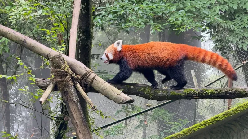 Padmaja Naidu Himalayan Zoological Park image 4