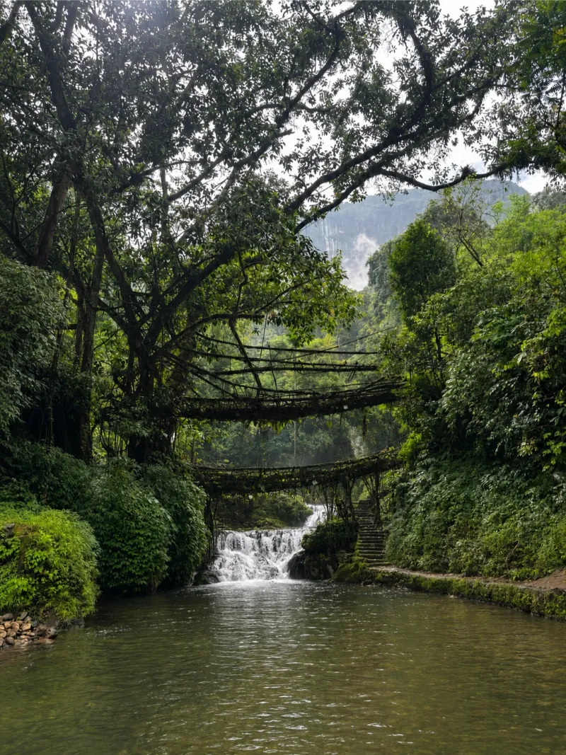 Double Decker Living Root Bridge (Nongriat) image 1