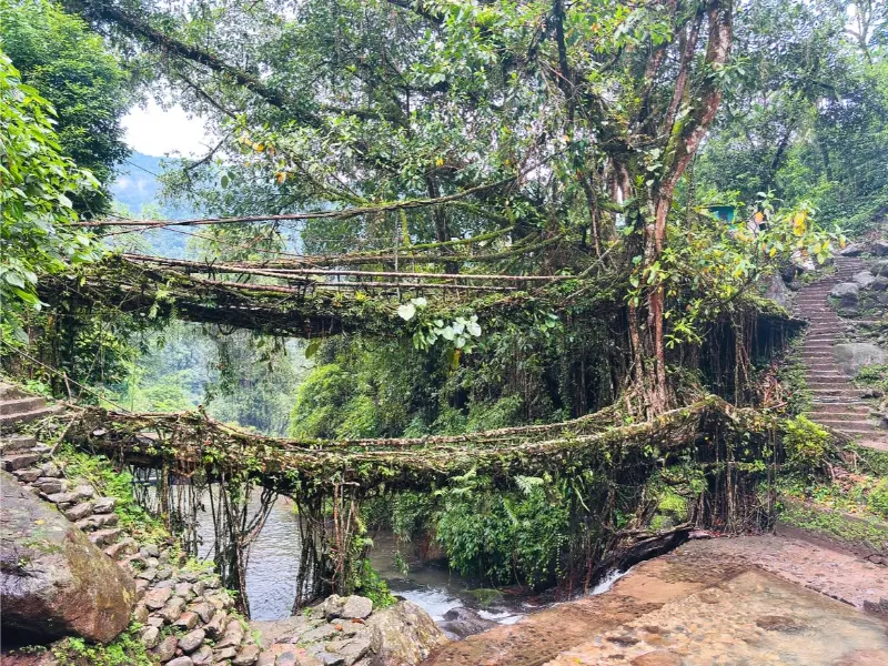 Double Decker Living Root Bridge (Nongriat) image 3