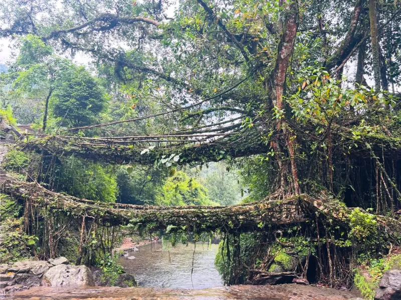Double Decker Living Root Bridge (Nongriat) image 5