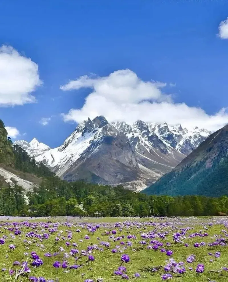 Yumthang Valley image 1