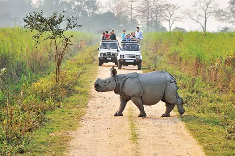 Assam tea gardens