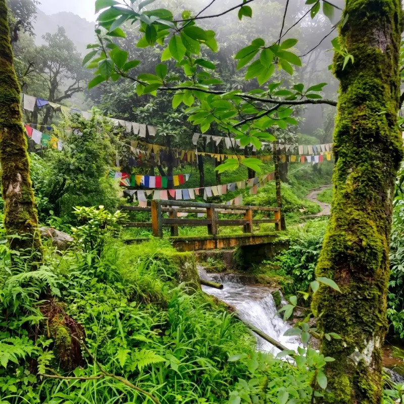 Misty forest trail in the North East