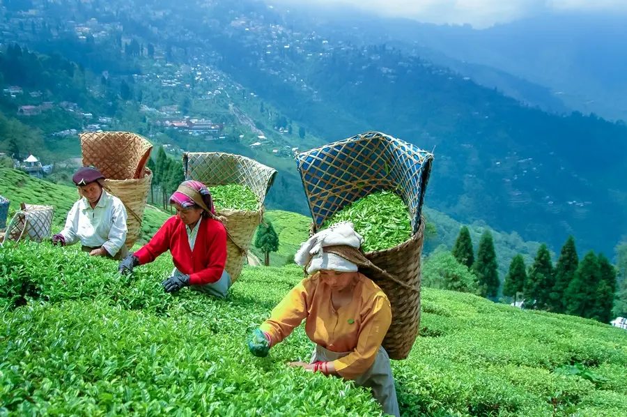 Darjeeling Tour Package 2 Nights 3 Days – Himalayan Mountain Views and Scenic Sightseeing with PicoVoyage