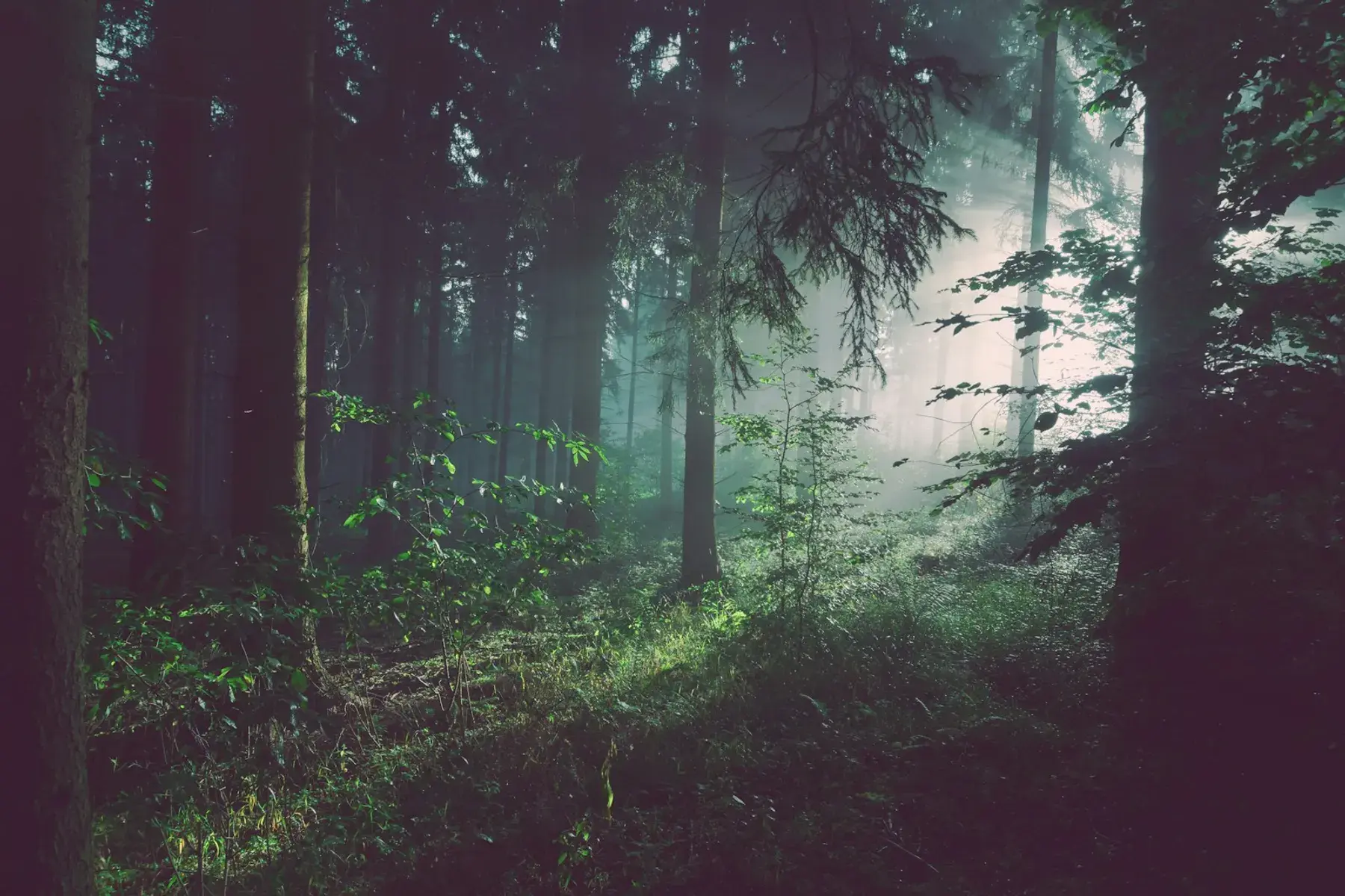 Sunlight through a green forest; illustrative photograph